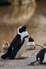 Vertical shot of a spectacled penguin standing on a rocky surface with a blurry background