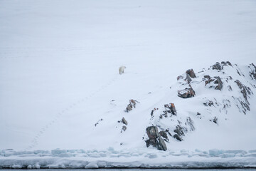 Polar Bear Svalbard