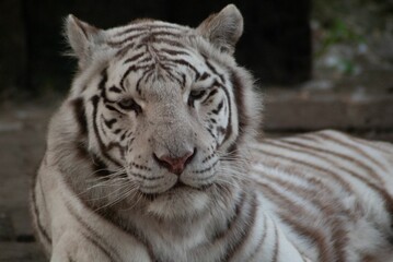 Fototapeta na wymiar Closeup shot of a white Bengal tiger lying on the ground with a blurry background