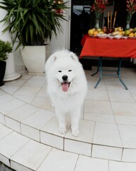 Vertical shot of an adorable fluffy white samoyed dog on a porch