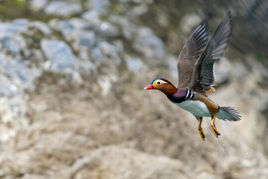 Mandarin Duck Takes Flight From Oi River Near Kyoto Japan