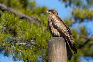 Black Kite in Amanohashidate Japan