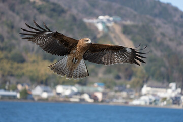 Black Kite Raptor in Amanohashidate Japan