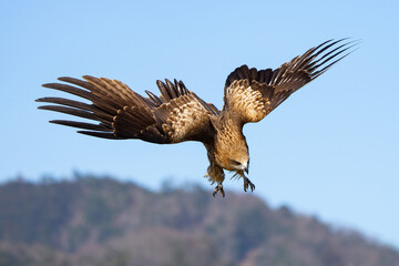 Black Kite Raptor in Amanohashidate Japan