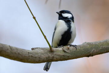 Japanese Tit Bird in Birdbah in Kyoto