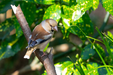 Hawfinch Bird in Birdbath in Kyoto Park