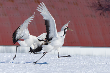 Japanese Red-Crowned Cranes Perform Mating Dance in Hokkaido