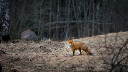 Cute red fox standing in the middle of a forest surrounded by wooden trees in daylight