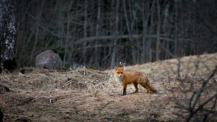 Naklejka na ściany i meble Cute red fox standing in the middle of a forest surrounded by wooden trees in daylight