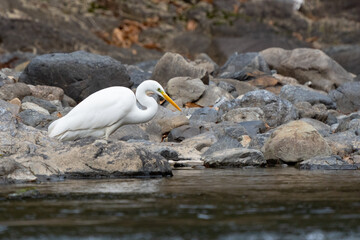 Little Egret in the Oi River Near Kyoto Japan