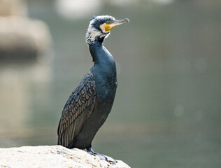 Great Cormorant Rests Along Oi River in Kyoto Japan