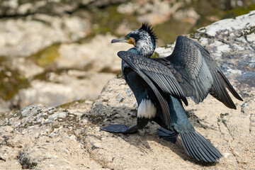 Great Cormorant Rests Along Oi River in Kyoto Japan