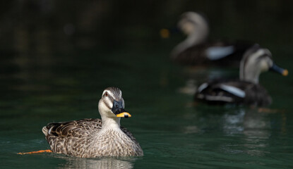 Beautiful Eastern Spot-Billed Duck on Dark River