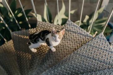 Fototapeta na wymiar Closeup shot of a Tabby cat walking on the stairs