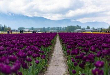 Closeup shot of purple tulips in an agricultural land and people walking around