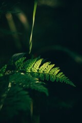 Vertical shot of a green fern leaf under the sunlight