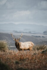 Tule elk standing on a grassland at Point Reyes National Seashore nature preserve in California