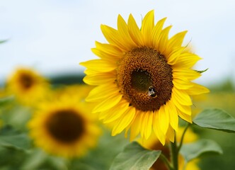 Closeup of beautiful sunflowers with vibrant yellow petals and green leaves in a bright field