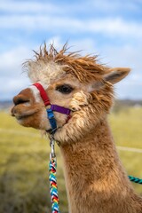 Obraz premium Vertical closeup shot of a huacaya alpaca.