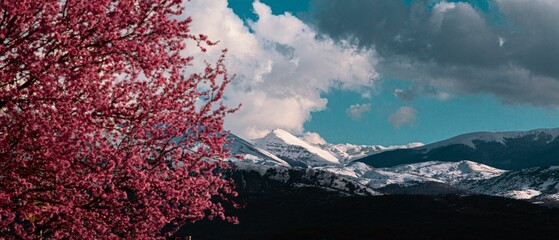 Tree with pink flowers and a mountain landscape background