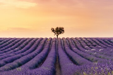 Fototapeta na wymiar Scenic view of a tree standing tall in a lavender field in the countryside