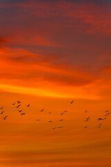 Obraz premium Vertical of a flock of birds flying in the beautifully glowing sunset sky