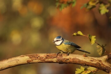 Close-up of a blue tit (Cyanistes caeruleus) perched on a tree branch