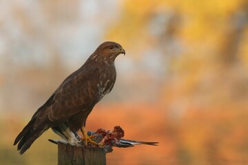 Close-up of a buzzard (Buteo buteo) on a tree log eating another bird