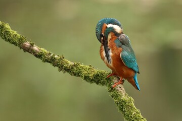 Close-up of a blue kingfisher (Alcedo atthis) perched on a tree branch