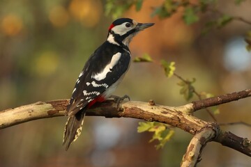 Close-up of a Great spotted woodpecker (Dendrocopos major) perched on a tree branch