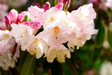Closeup of pink Azalea flowers