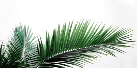 Obraz premium Set of palm leaves on white background, summer concept, IA generativa