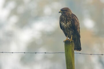 View of a beautiful Common buzzard on a wood with blurred background