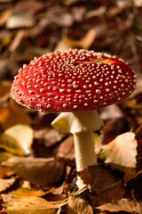 Closeup view of the Fly agaric mushroom surrounded by brown leaves