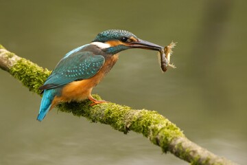 Close-up of a blue kingfisher (Alcedo atthis) perched on a tree branch eating an insect