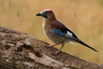 Eurasian jay perching on wood