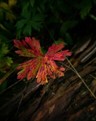 Vertical shot of a red autumn leaf on the tree