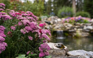 Obraz na płótnie Canvas Blossomed pink Yarrow, achillea seeds in the scenic Cascade of Time Garden in Banff, Canada