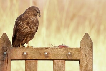 Close-up of a buzzard (Buteo buteo) standing on a wooden fence