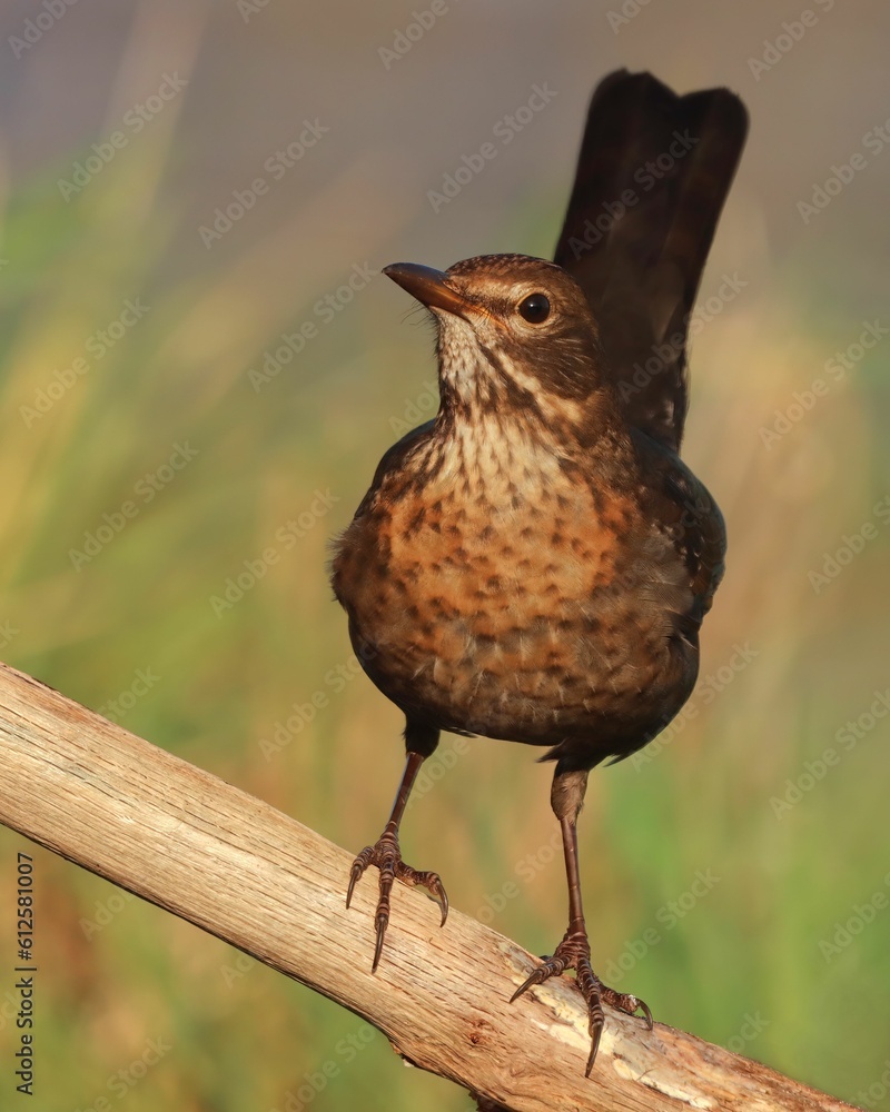 Wall mural vertical close-up of a blackbird (turdus merula) perched on a tree branch