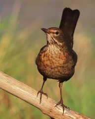 Vertical close-up of a Blackbird (Turdus merula) perched on a tree branch