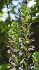 Vertical shot of Bear's breeches (Acanthus) in a park against blurred background