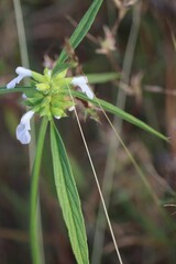 Vertical shallow focus shot of a Rungia plant with purple flowers in a forest