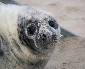 Closeup shot of a fluffy white seal lying on the sand and looking at the camera