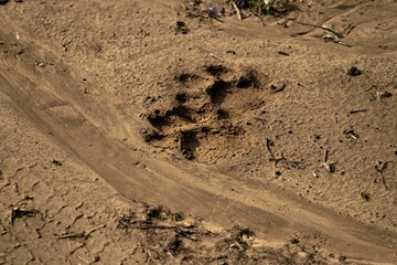 Closeup shot of the animal's footprint