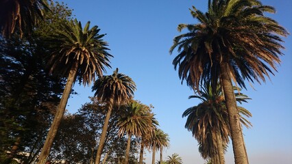 Fototapeta na wymiar Low angle shot of palm trees