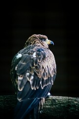 Vertical shot of a beautiful eagle on the black background