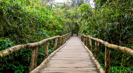 beautiful wooden bridge in the amazon