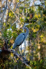 Vertical shot of a great blue heron (Ardea herodias)  perched on a branch