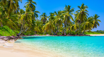beautiful paradise beach with big palm trees